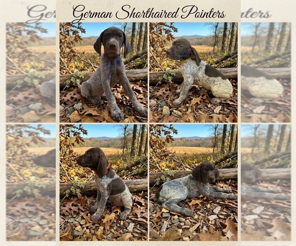 Medium Photo #1  Breeder Profile in ROCK HILL, SC, USA