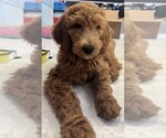 Small breeder photo