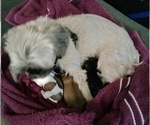 Small breeder photo