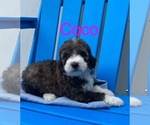 Small #2 Breeder Profile image