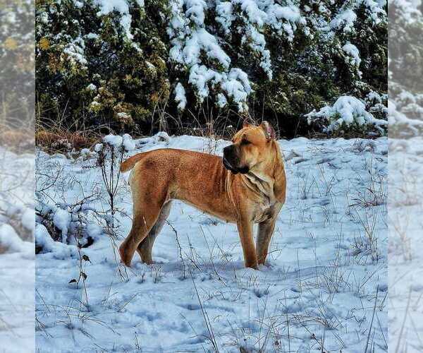 Medium Photo #4  Breeder Profile in BEAVERDAM, VA, USA