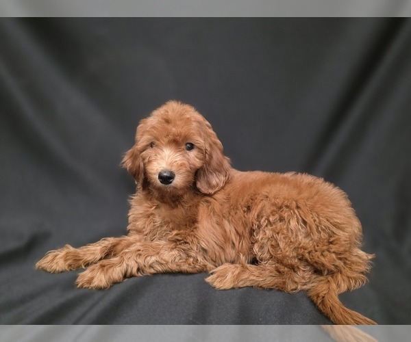 Medium Photo #7  Breeder Profile in DUBLIN, TX, USA