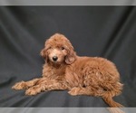 Small #6 Breeder Profile image