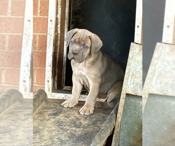 Medium Photo #23  Breeder Profile in NORMAN, OK, USA