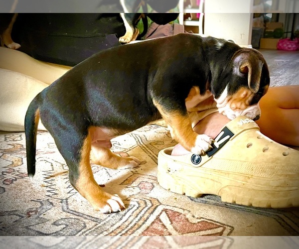 Medium Photo #36  Breeder Profile in FORT MITCHELL, AL, USA