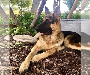 German Shepherd Dog Dog Breeder near BRIGHTON, CO, USA