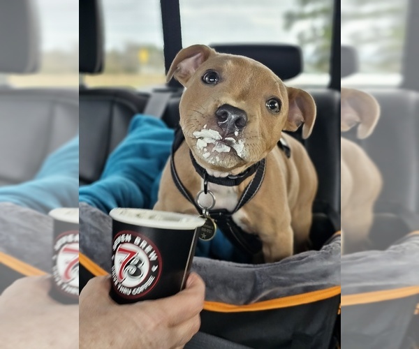 Medium Photo #4  Breeder Profile in HOUSTON, TX, USA