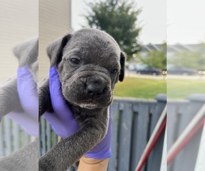 Cane Corso Dog Breeder near JOLIET, IL, USA