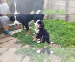 Small #2 Breeder Profile image