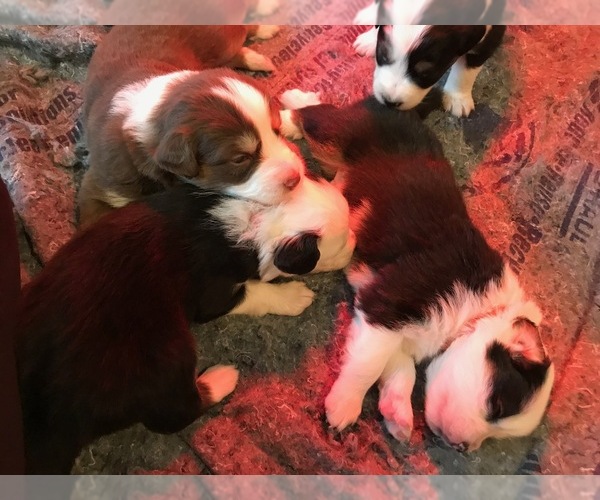Medium Photo #1  Breeder Profile in VERMONTVILLE, MI, USA