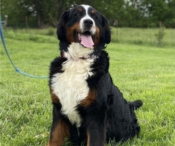 Medium Photo #5  Breeder Profile in GREENSBURG, IN, USA