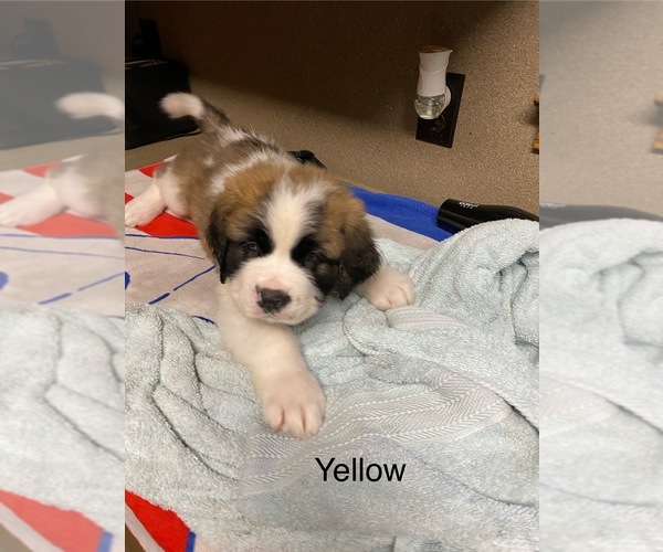 Medium Photo #11  Breeder Profile in ELIZABETH CITY, NC, USA