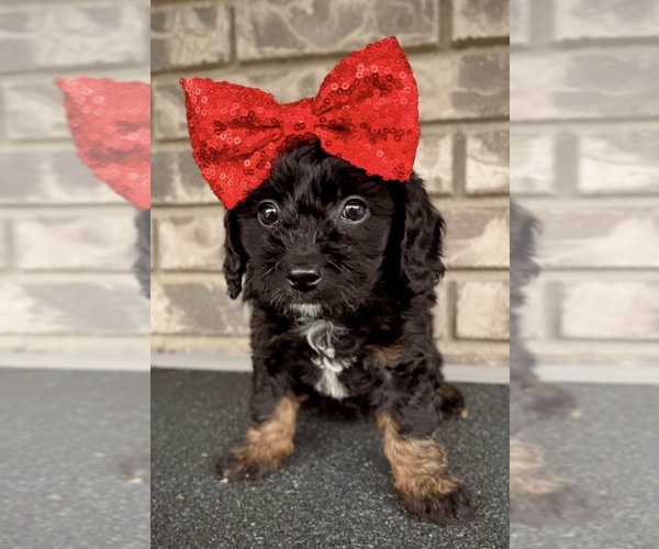 Medium Photo #4  Breeder Profile in HANFORD, CA, USA