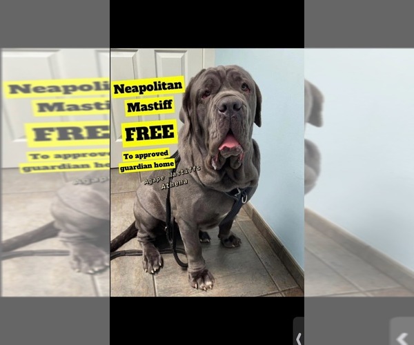 Medium Photo #30  Breeder Profile in MORRISTON, FL, USA