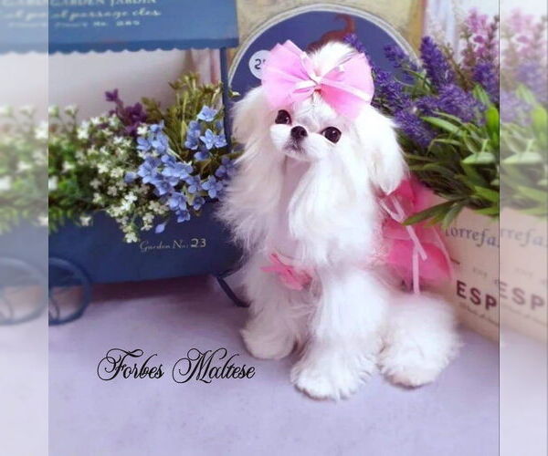 Medium Photo #2  Breeder Profile in OCALA, FL, USA