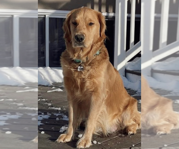 Medium Photo #1  Breeder Profile in OSSEO, MN, USA