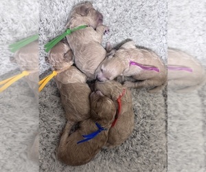 Poochon Dog Breeder near VANCOUVER, WA, USA