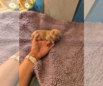 Small #17 Breeder Profile image
