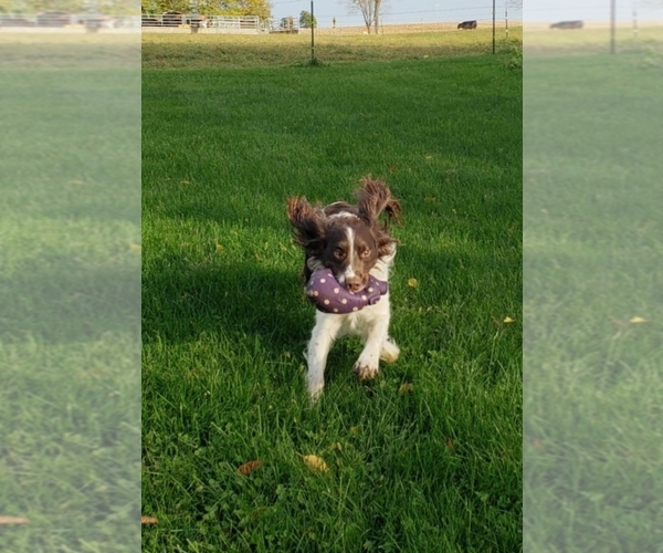 Medium Photo #3  Breeder Profile in WOOSTER, OH, USA