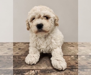 Poodle (Standard) Dog Breeder near ONTARIO, OR, USA