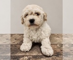 Small breeder photo