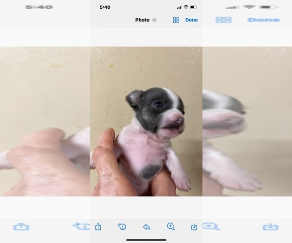 Medium Photo #2  Breeder Profile in SALUDA, SC, USA