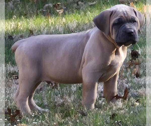 Medium Photo #11  Breeder Profile in LACKAWAXEN, PA, USA