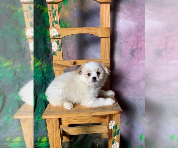 Medium Photo #1  Breeder Profile in MOUNT CLEMENS, MI, USA