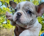 Small breeder photo