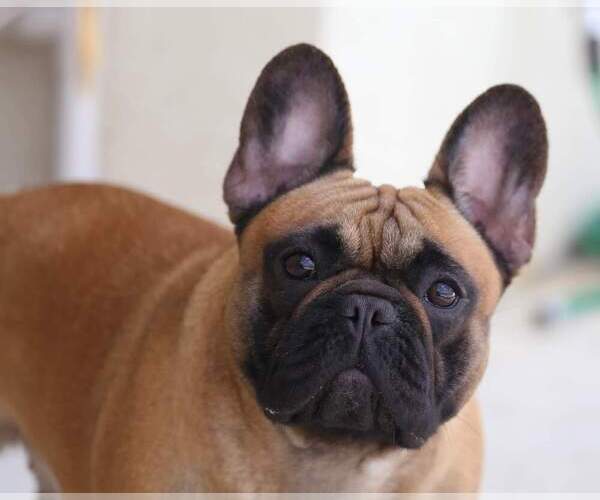 Medium Photo #4  Breeder Profile in PUNTA GORDA, FL, USA