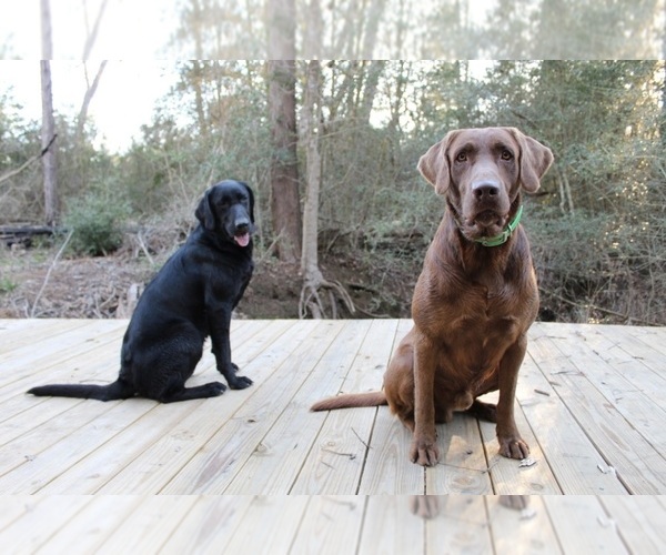 Medium Photo #1  Breeder Profile in SEALY, TX, USA