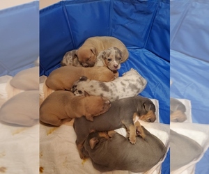American Bully Dog Breeder near ELK GROVE, CA, USA