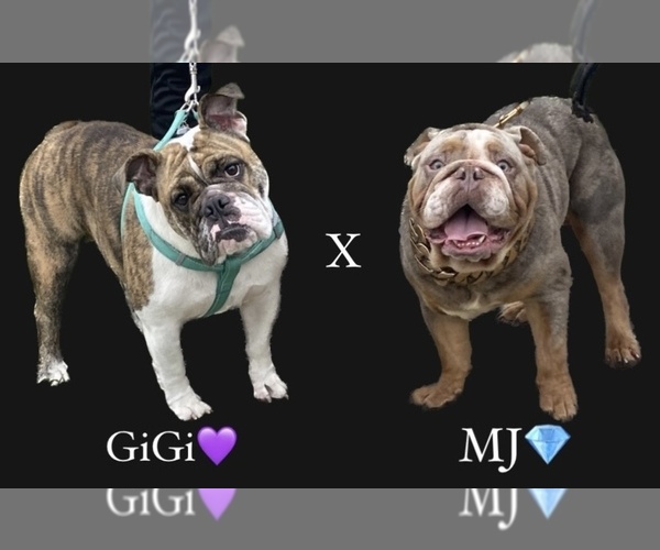 Medium Photo #1  Breeder Profile in DETROIT, MI, USA