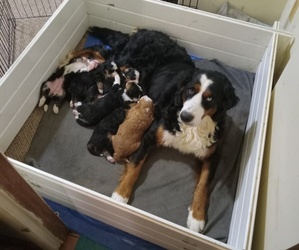 Bernedoodle Dog Breeder near ELLIJAY, GA, USA