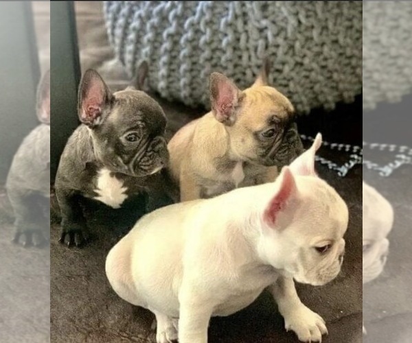 Medium Photo #1  Breeder Profile in BURBANK, CA, USA