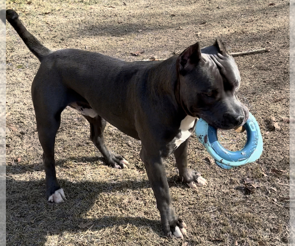 Medium Photo #1  Breeder Profile in MUNFORD, AL, USA