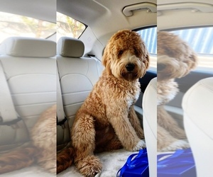 Goldendoodle Dog Breeder near RIVERSIDE, CA, USA