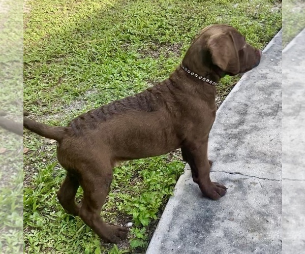 Medium Photo #1  Breeder Profile in CAPE CORAL, FL, USA