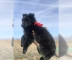 Small #138 Breeder Profile image