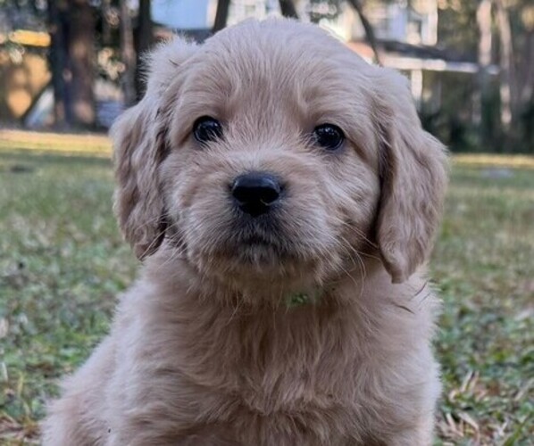 Medium Photo #8  Breeder Profile in SAINT AUGUSTINE, FL, USA