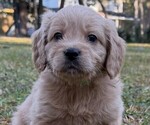 Small Photo #8  Breeder Profile in SAINT AUGUSTINE, FL, USA