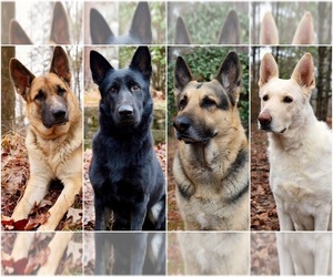German Shepherd Dog Dog Breeder near BRANDON, MS, USA