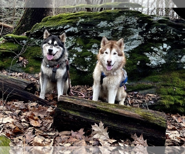 Medium Photo #157  Breeder Profile in FREDERICK, MD, USA