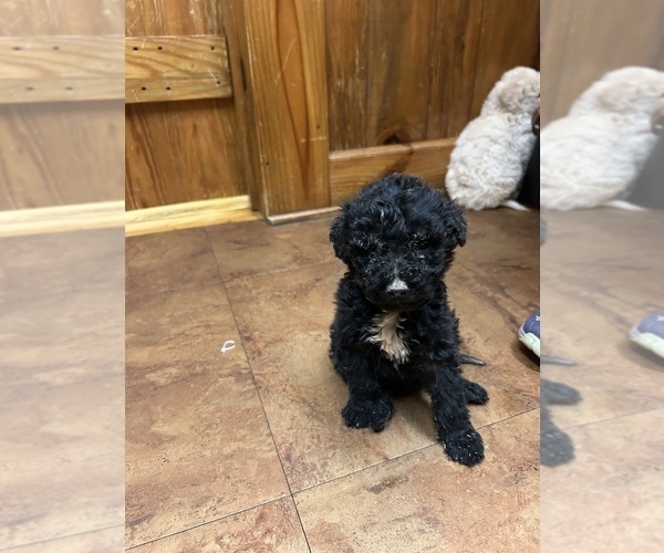Medium Photo #4  Breeder Profile in TEMPLE, GA, USA