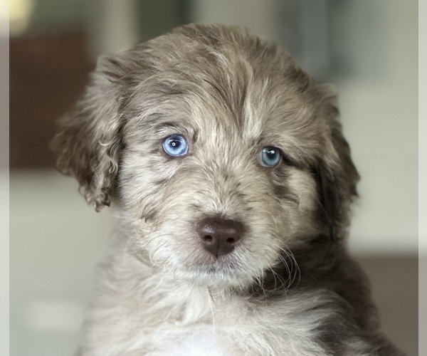 Medium Photo #1  Breeder Profile in BROADWAY, VA, USA