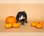 Small #16 Breeder Profile image