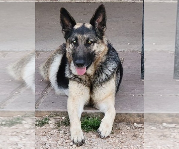 Medium Photo #1  Breeder Profile in NEEDVILLE, TX, USA