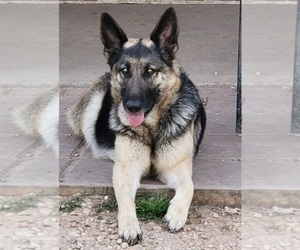 Main photo of German Shepherd Dog Dog Breeder near NEEDVILLE, TX, USA