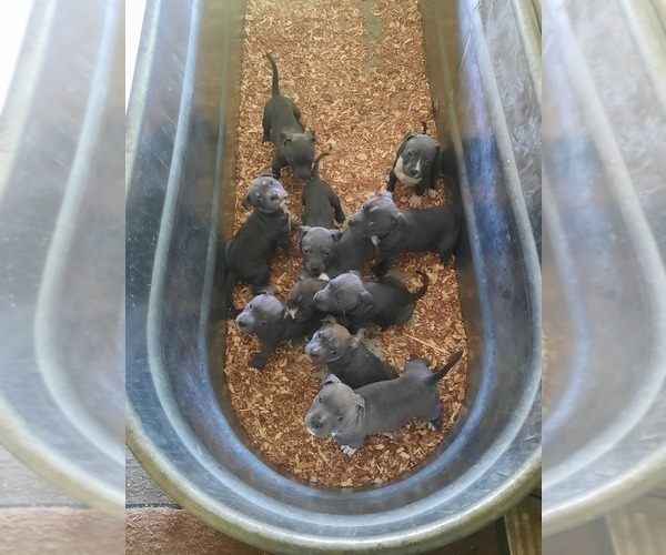 Medium Photo #1  Breeder Profile in FRANKLIN, OH, USA
