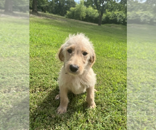 Medium Photo #6  Breeder Profile in CHOCTAW, OK, USA